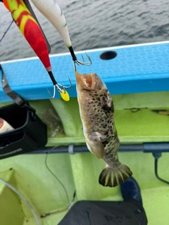 ヒガンフグの釣果