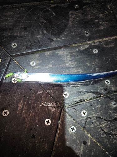 タチウオの釣果