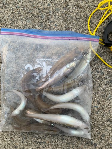 小名浜港市場前