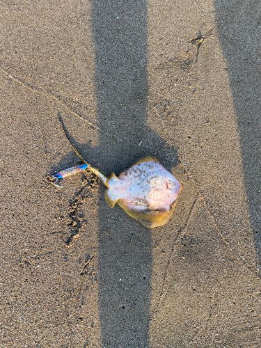 アカエイの釣果