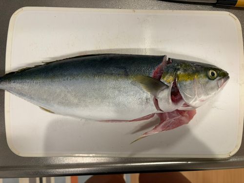 ヤズの釣果