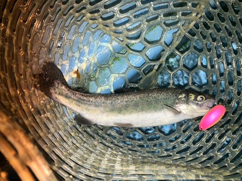 レインボートラウトの釣果