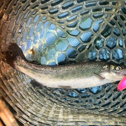 レインボートラウト