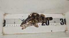 タケノコメバルの釣果