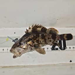 タケノコメバル