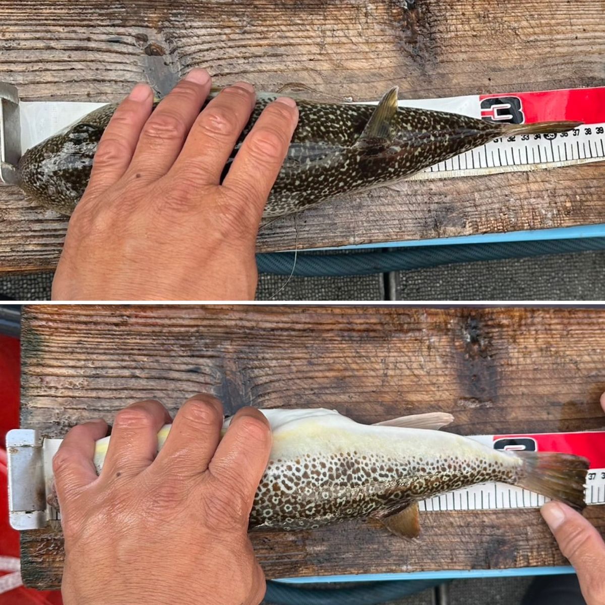 剛丸@古宮漁港さんの釣果 3枚目の画像