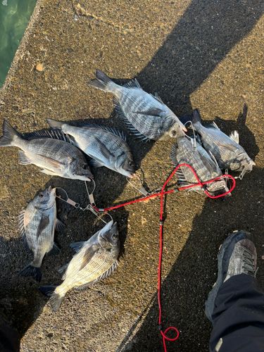 クロダイの釣果