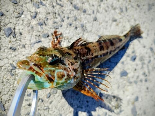 アナハゼの釣果