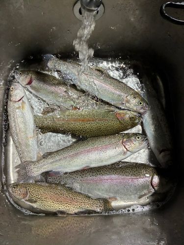 ニジマスの釣果