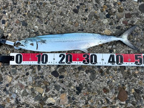 サゴシの釣果
