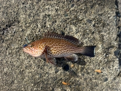 オオモンハタの釣果