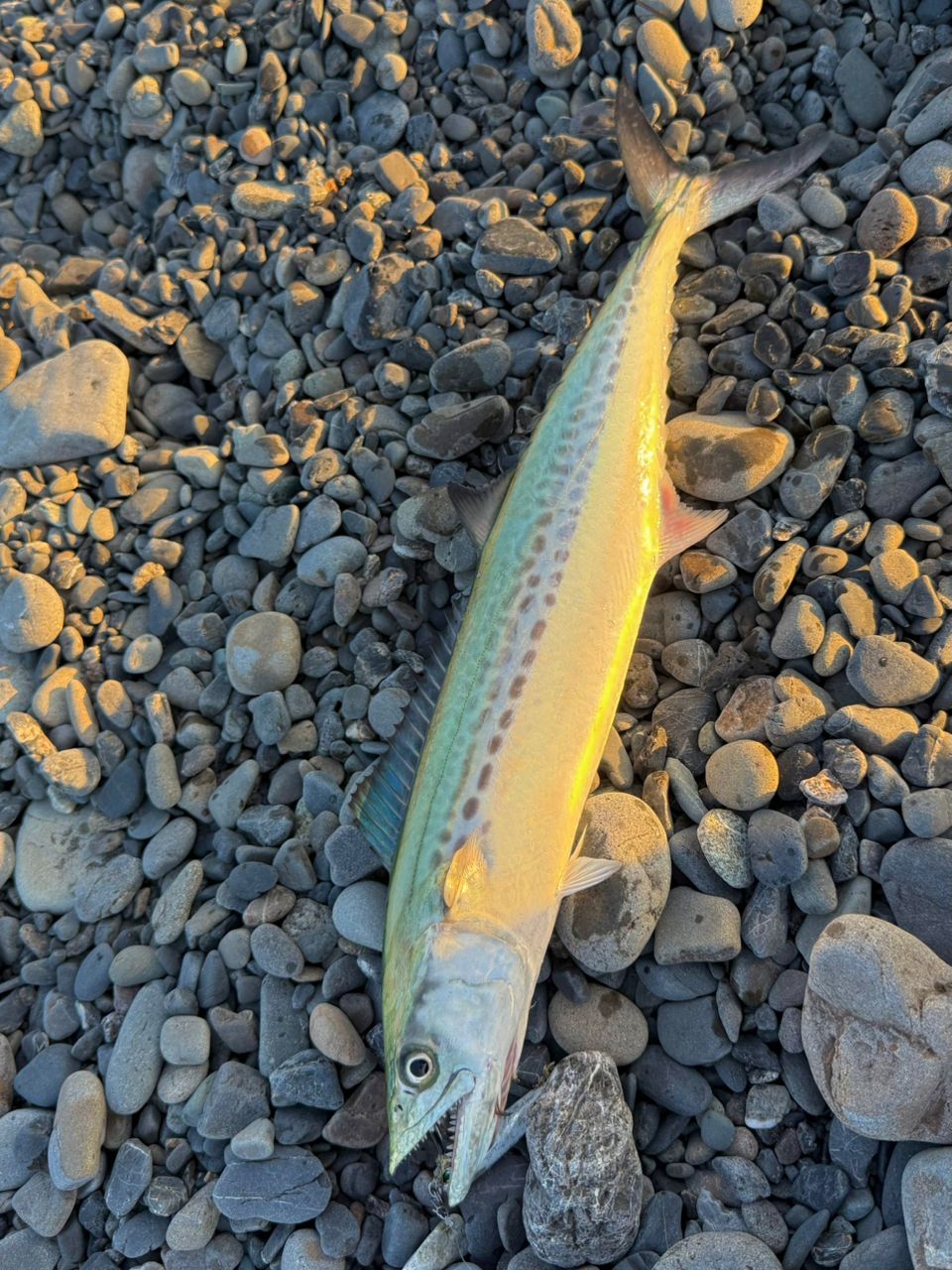 DAIWA 16ショアスパルタン コースタル 106MHの最安値・インプレ・釣果