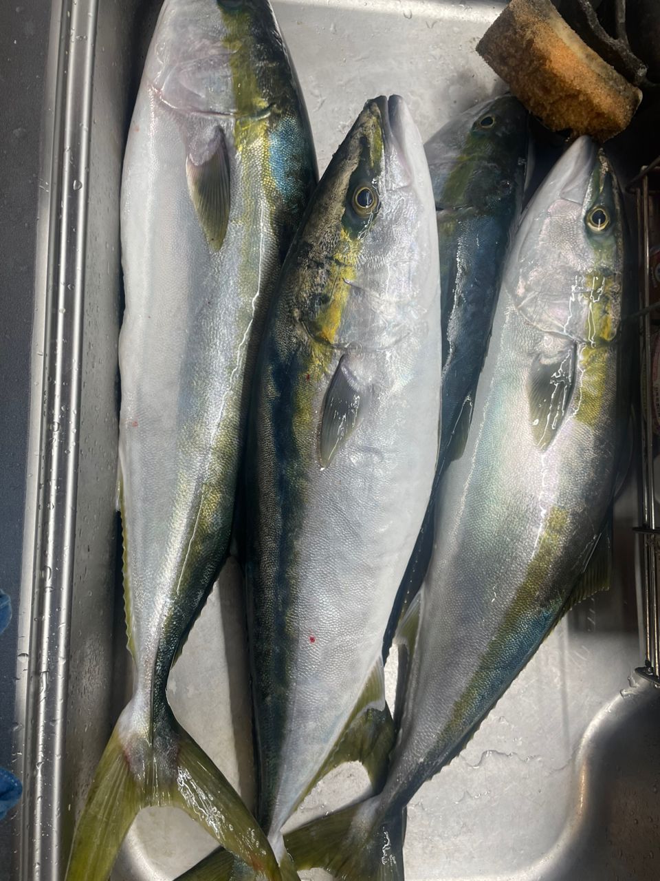 ちち711さんの釣果 1枚目の画像