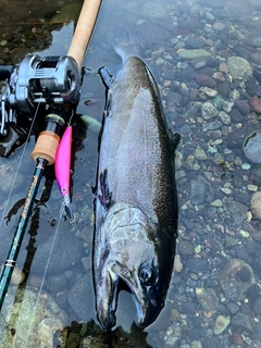 ニジマスの釣果