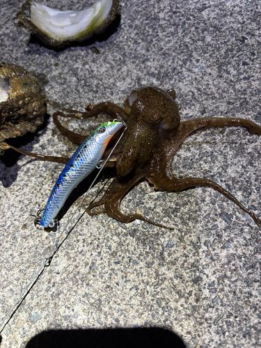 大野お台場公園前