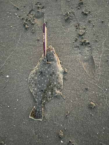 ヒラメの釣果