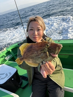 カワハギの釣果