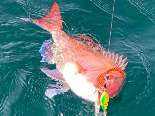 マダイの釣果