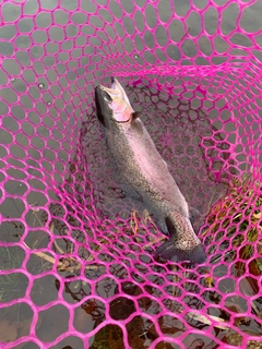 ニジマスの釣果