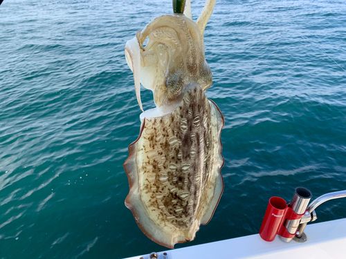 モンゴウイカの釣果