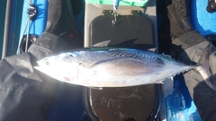 ヒラソウダの釣果