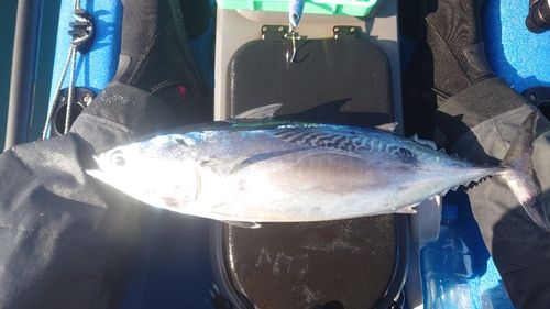 ヒラソウダの釣果