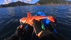 ホウボウの釣果