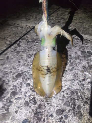 アオリイカの釣果