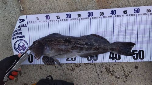 アイナメの釣果