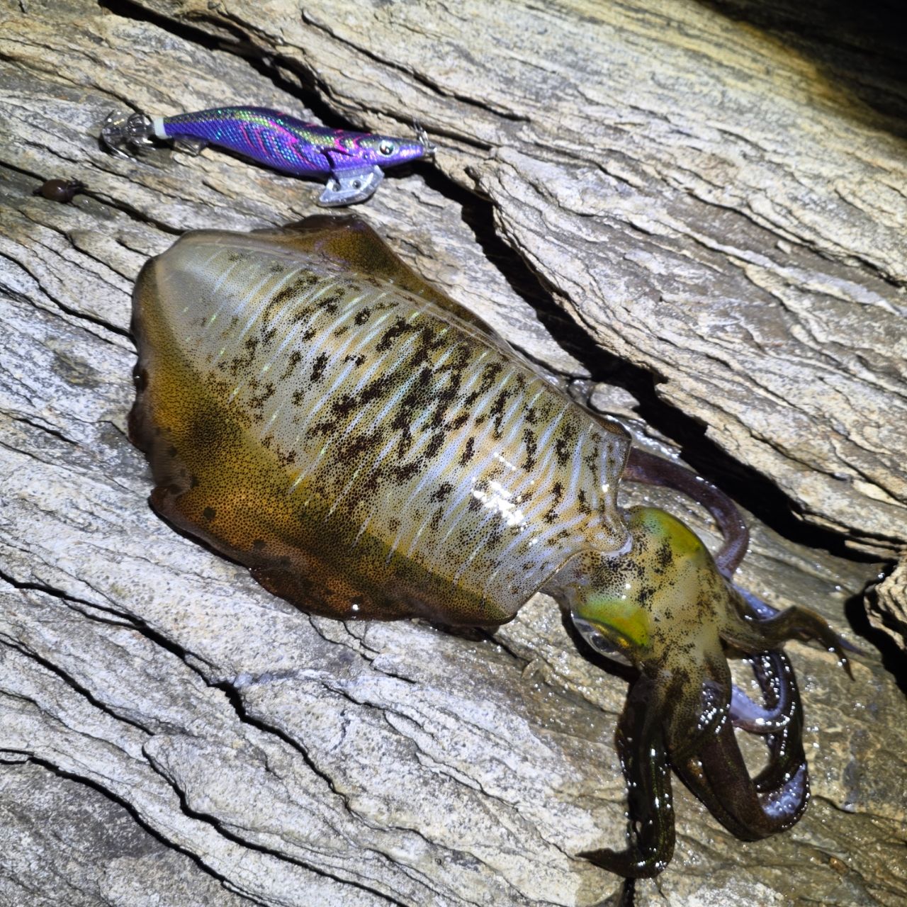 Gamakatsu 23ラグゼ EG X アルティメイト S77ML+-solidの最安値