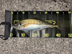 マルアジの釣果