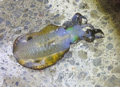 アオリイカの釣果
