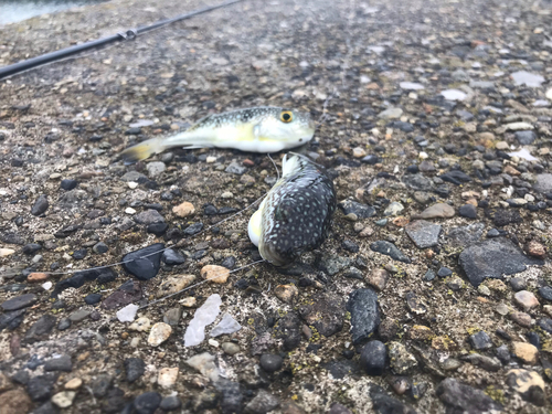 ショウサイフグの釣果