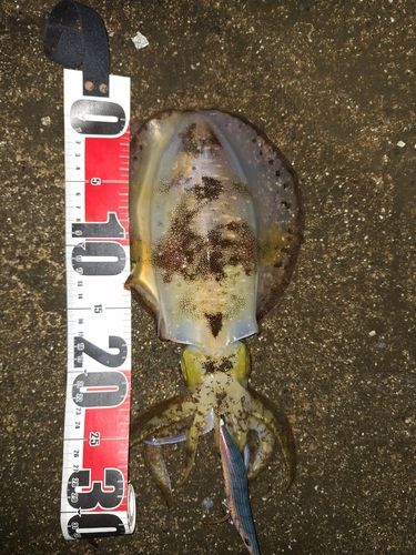 アオリイカの釣果
