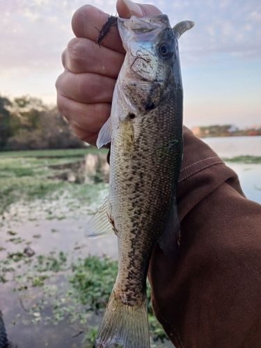 ラージマウスバスの釣果