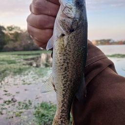 ラージマウスバス