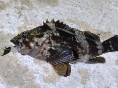 ムラソイの釣果