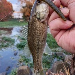 ラージマウスバス