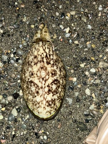 コウイカの釣果