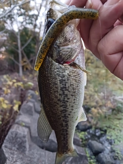 ラージマウスバスの釣果