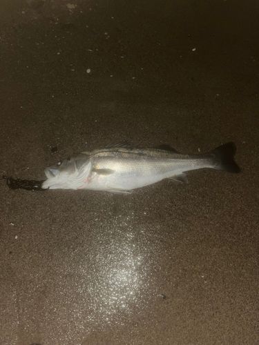 スズキの釣果