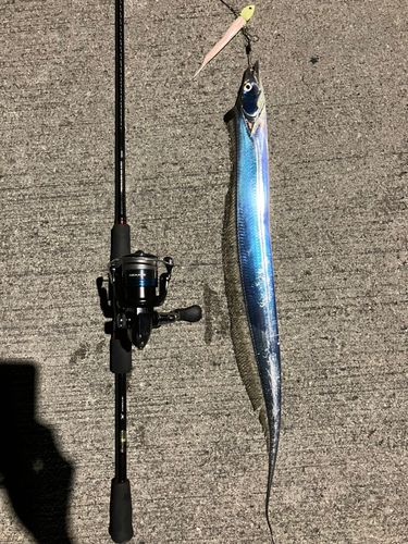 タチウオの釣果