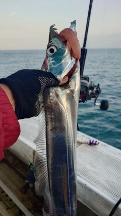 タチウオの釣果