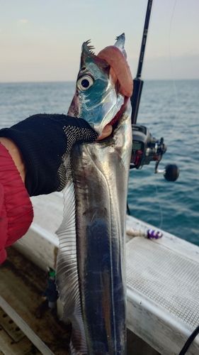 タチウオの釣果