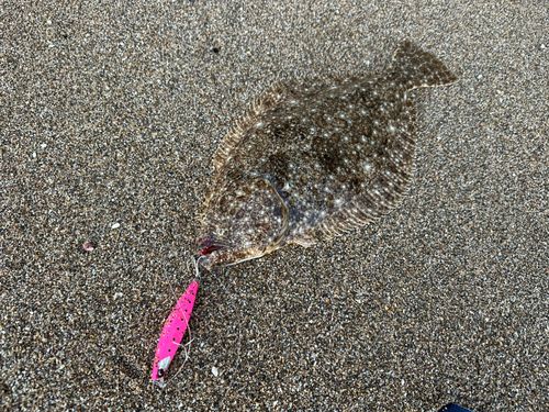 ヒラメの釣果