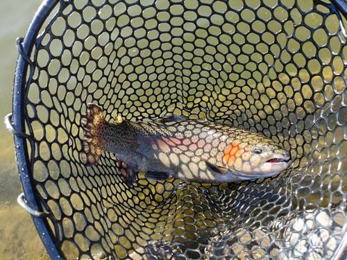 ベリーパーク in FISH ON! 王禅寺