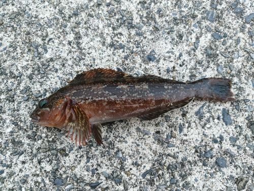 石巻漁港赤灯防波堤