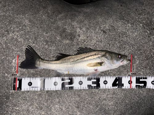 フッコ（マルスズキ）の釣果