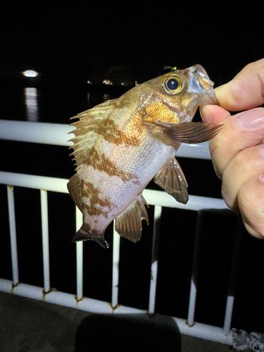 相馬港釣り桟橋