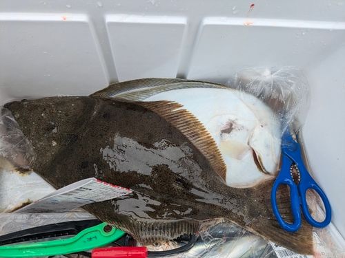 ヒラメの釣果